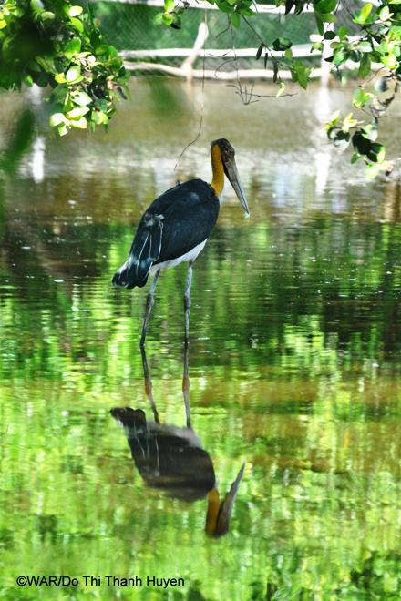 Thú quý hiếm được giải cứu ở Việt Nam