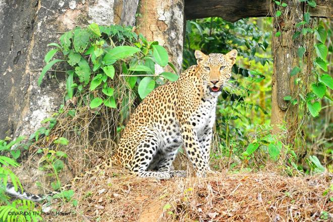 Thú quý hiếm được giải cứu ở Việt Nam