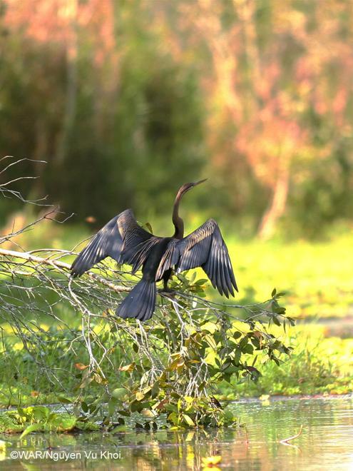 Thú quý hiếm được giải cứu ở Việt Nam