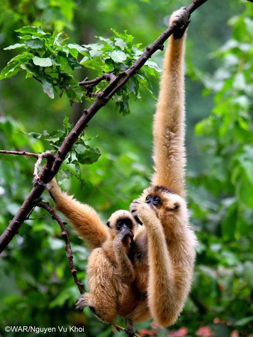 Thú quý hiếm được giải cứu ở Việt Nam