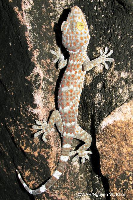 Thú quý hiếm được giải cứu ở Việt Nam