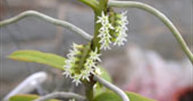 Loài lan nhỏ nhất thế giới