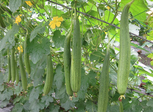 Kỹ thuật gieo trồng cây mướp cho năng suất cao