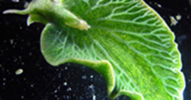 Cách các sinh vật tiến hóa ở thời hiện đại