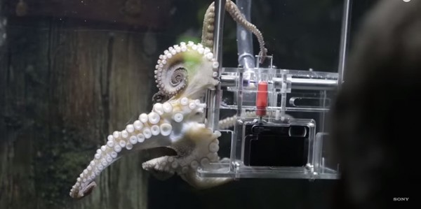 Công nghệ đào tạo bạch tuộc thành nhiếp ảnh gia đầu tiên trên thế giới