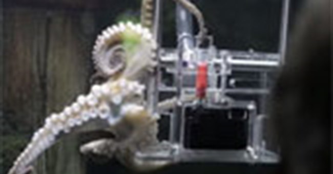 Đào tạo bạch tuộc thành nhiếp ảnh gia đầu tiên trên thế giới