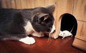 Vì sao mèo thích tha "chiến lợi phẩm" về nhà?