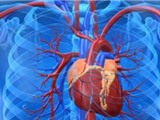 Tìm ra cách tái sinh số lượng tế bào cơ tim
