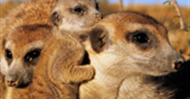 Giật mình trước "tính xấu" của các loài động vật dễ thương