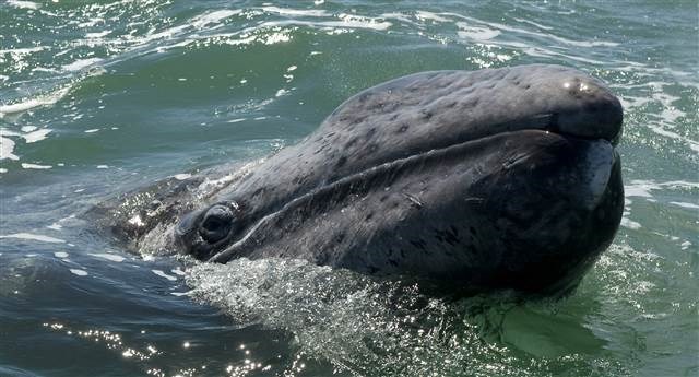 Cá voi xám với quãng đường di cư dài kỷ lục 10.880 km
