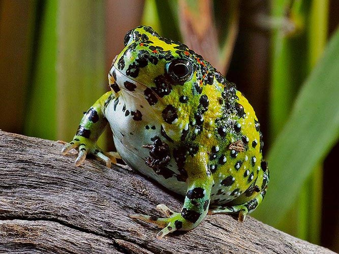Loài ếch lạ tự biến thành nam châm... hút mồi