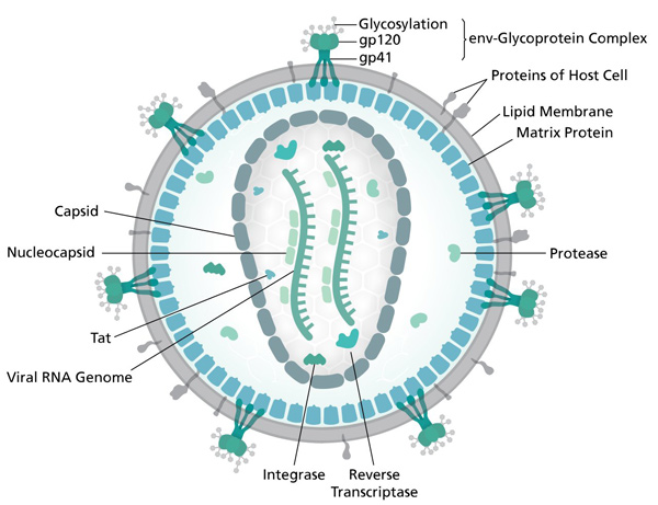 Vì sao kháng thể 3BNC117 là niềm hy vọng mới trong điều trị HIV?
