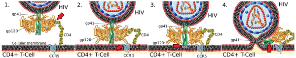 Vì sao kháng thể 3BNC117 là niềm hy vọng mới trong điều trị HIV?