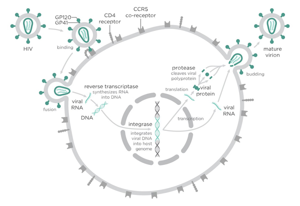Vì sao kháng thể 3BNC117 là niềm hy vọng mới trong điều trị HIV?