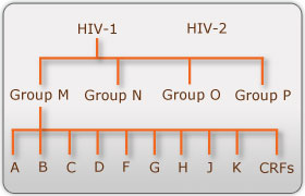 Vì sao kháng thể 3BNC117 là niềm hy vọng mới trong điều trị HIV?