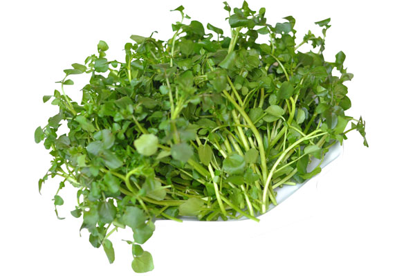 Kỹ thuật trồng rau cải xoong trong thùng xốp