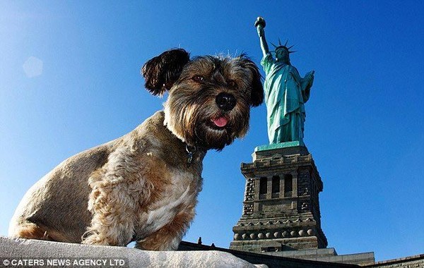 7 điều luật bảo vệ loài chó "khó tin" trên thế giới