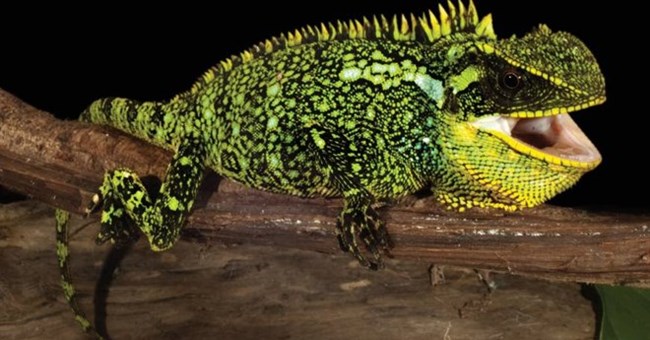 Phát hiện ba loài thằn lằn mới chưa từng được biết đến