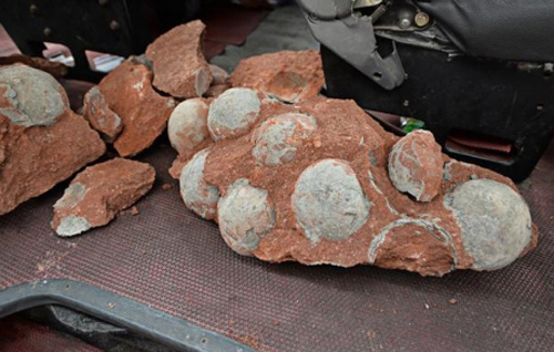 Phát hiện 43 hóa thạch trứng khủng long ở Trung Quốc