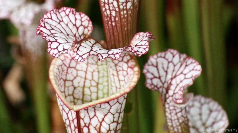 Khám phá những điều kỳ thú về loài cây nắp ấm 