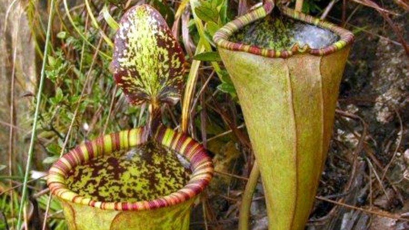 Khám phá những điều kỳ thú về loài cây nắp ấm 