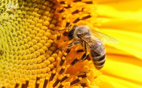 Ong mật "nghiện" thuốc trừ sâu?