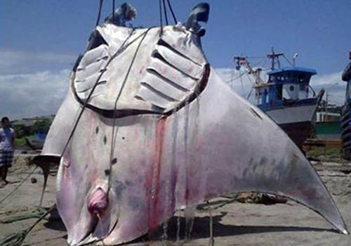 Ngư dân bắt được cá đuối nặng hơn 1 tấn ở Peru