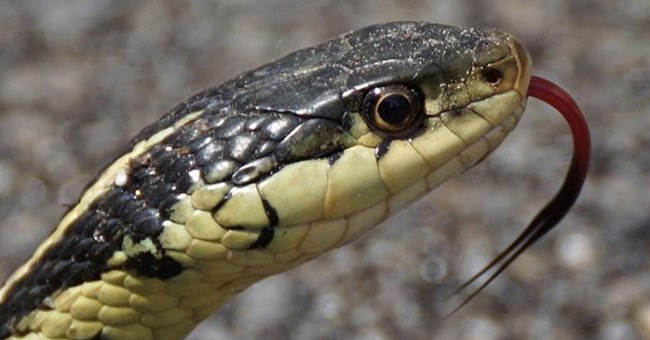 Điểm danh động vật có âm thanh độc nhất vô nhị