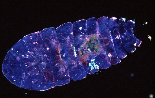 Sinh vật biển 