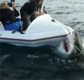 Video: Con cá mập trắng điên cuồng tấn công đoàn làm phim