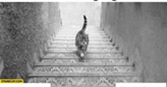 Giải mã tranh ảo giác "Chú mèo trên cầu thang" gây sốt