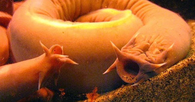 Loài "cá ma cà rồng" có đến 4 trái tim