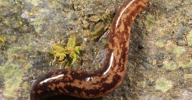 Kinh ngạc với sinh vật kỳ lạ biết phun mạng nhện và có vòi 