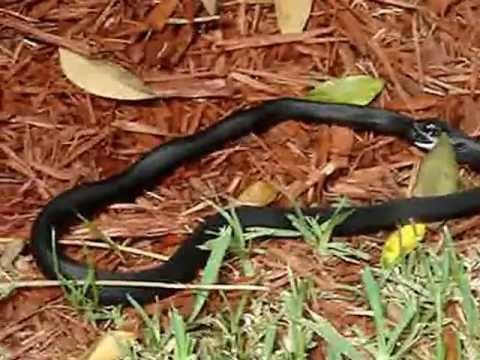 Rợn người với những loài động vật tự ăn bản thân