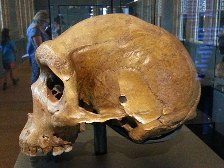 Phát hiện lỗ đạn trên các hộp sọ tiền sử hàng triệu năm tuổi