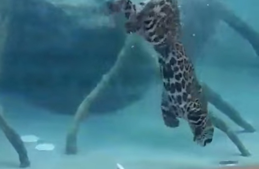 Báo đốm săn mồi dưới nước