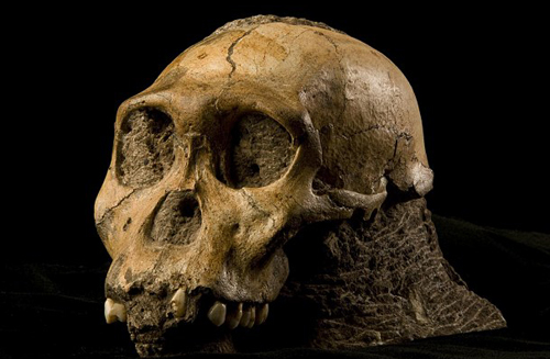 Phát hiện da hóa thạch cổ nhất thế giới ở Nam Phi