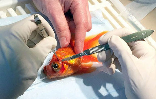 Phẫu thuật loại bỏ khối u cho cá vàng ở Anh