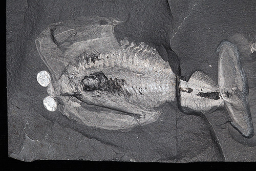 Tìm hiểu hóa thạch bộ não lâu đời nhất thế giới