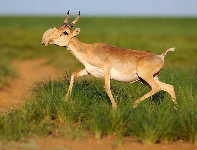 Linh dương Saiga