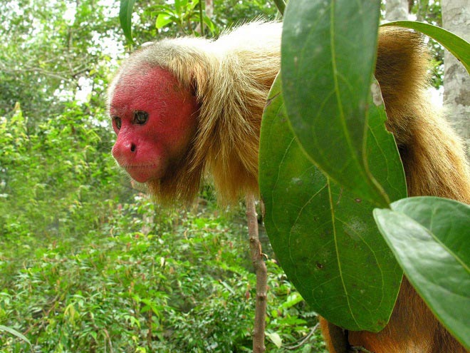 Khỉ uakari mặt đỏ