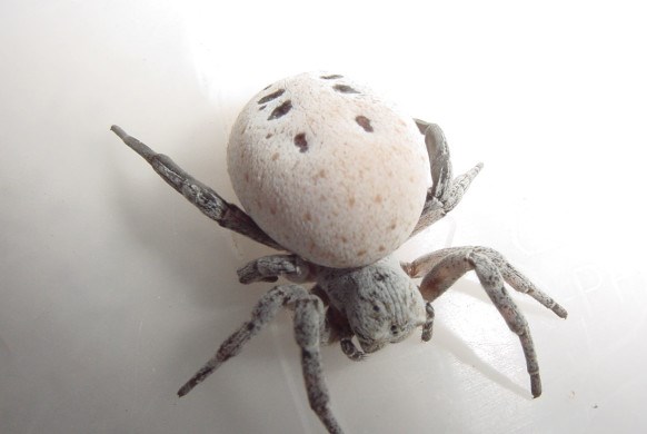 Loài nhện nôn ruột cho con ăn gây sốc