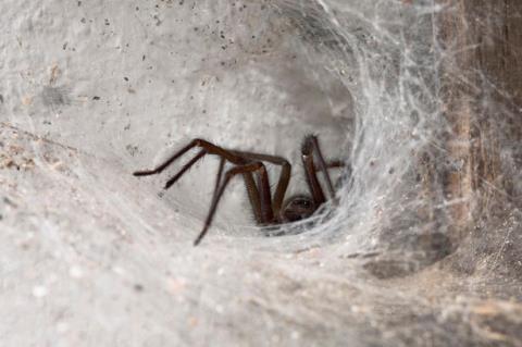 Mưa nhện kỳ lạ ở Australia