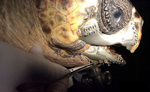 Rùa biển được cấy hàm 3D