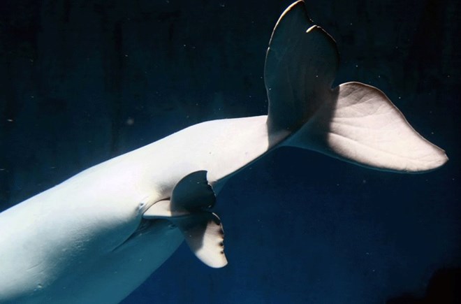 Video: Cá voi trắng sinh con