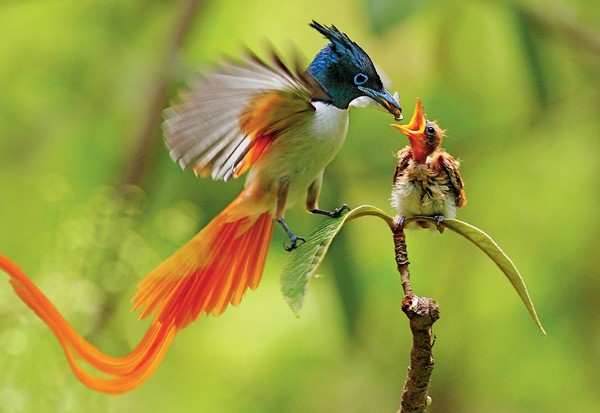 Động vật cũng quan tâm tới sắc đẹp như con người