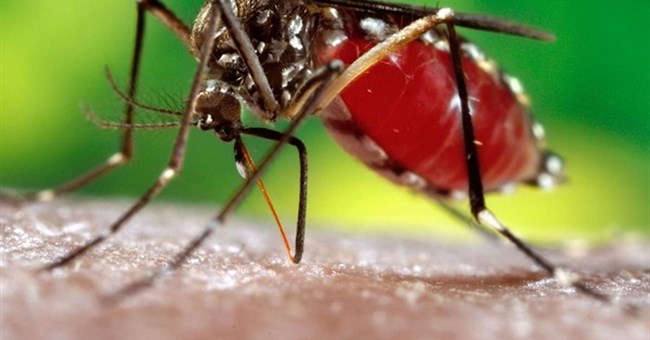 Thay đổi giới tính của muỗi