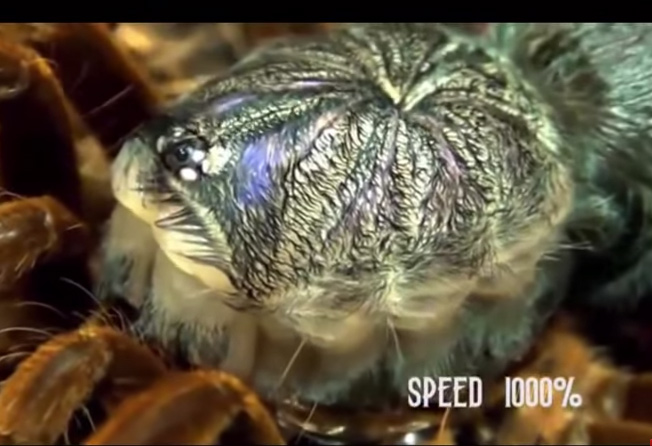 Video: Quá trình lột xác của nhện khổng lồ Châu Mỹ
