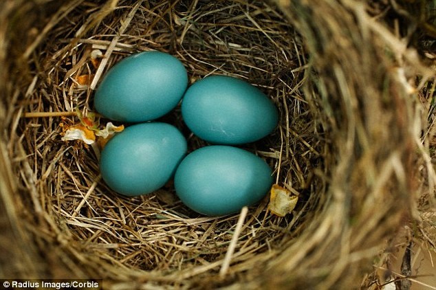 Bất ngờ với những quả trứng có màu sắc rực rỡ để ngụy trang của khủng long