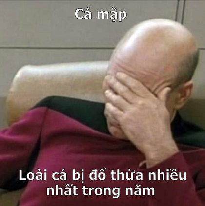 Ảnh chế cáp quang bị 